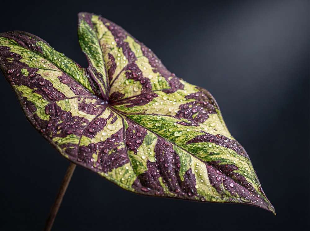 四虎视频植物测评视频
