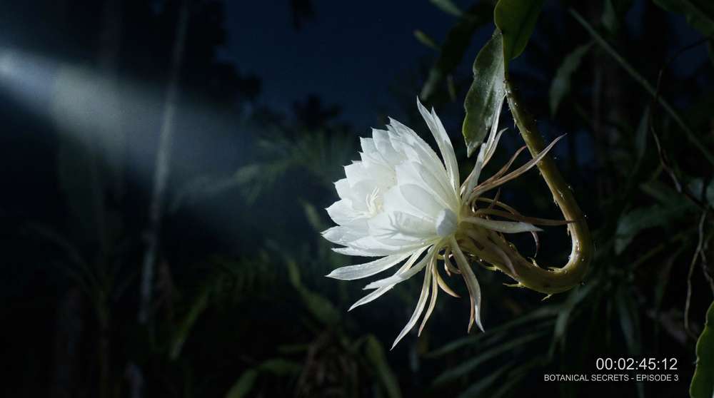 四虎视频植物视频-夜间开花延时摄影